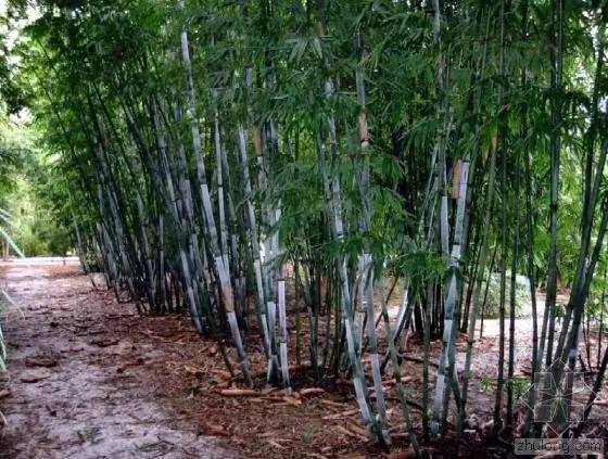 东北能种的竹子,26种竹子大全