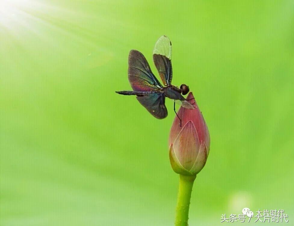 美丽中国摄影片段,38集美丽中国