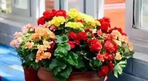 家养绿植花卉施什么肥,花卉绿植养殖方法测评