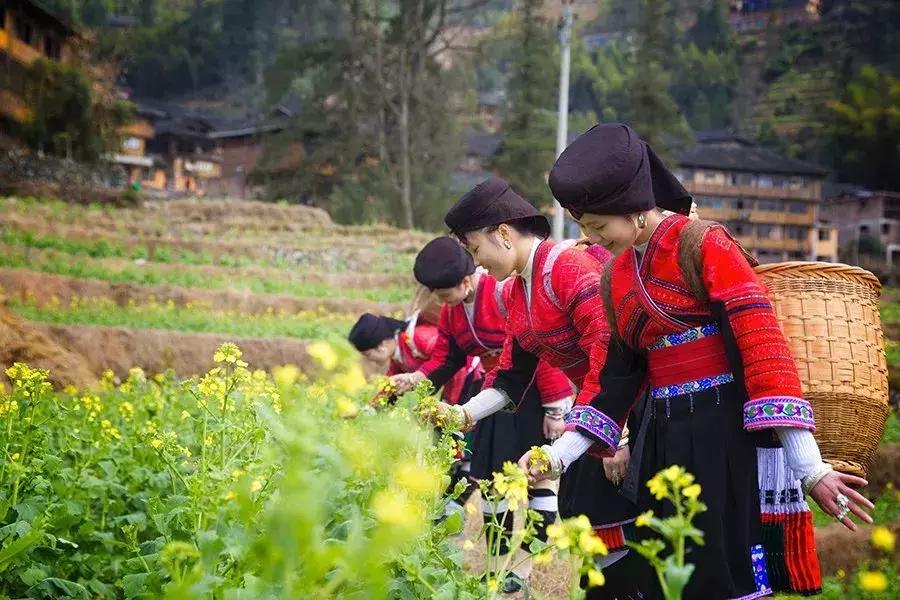 龙脊红瑶寨门票,桂林龙脊梯田门票优惠政策最新