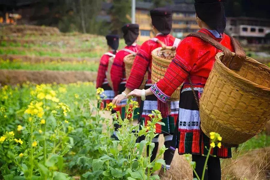 龙脊红瑶寨门票,桂林龙脊梯田门票优惠政策最新