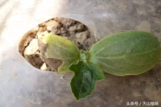 西瓜对二甲戊灵敏感吗,二甲戊灵西瓜地能用吗