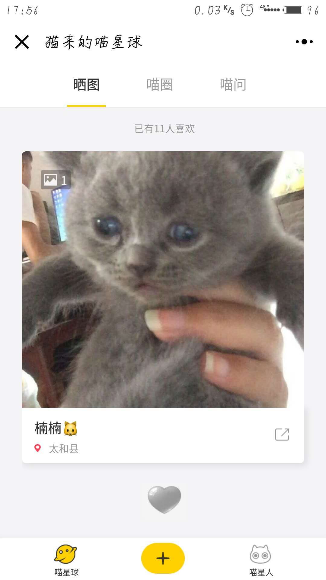 从事和猫相关的工作有什么,猫咪行为咨询师职业