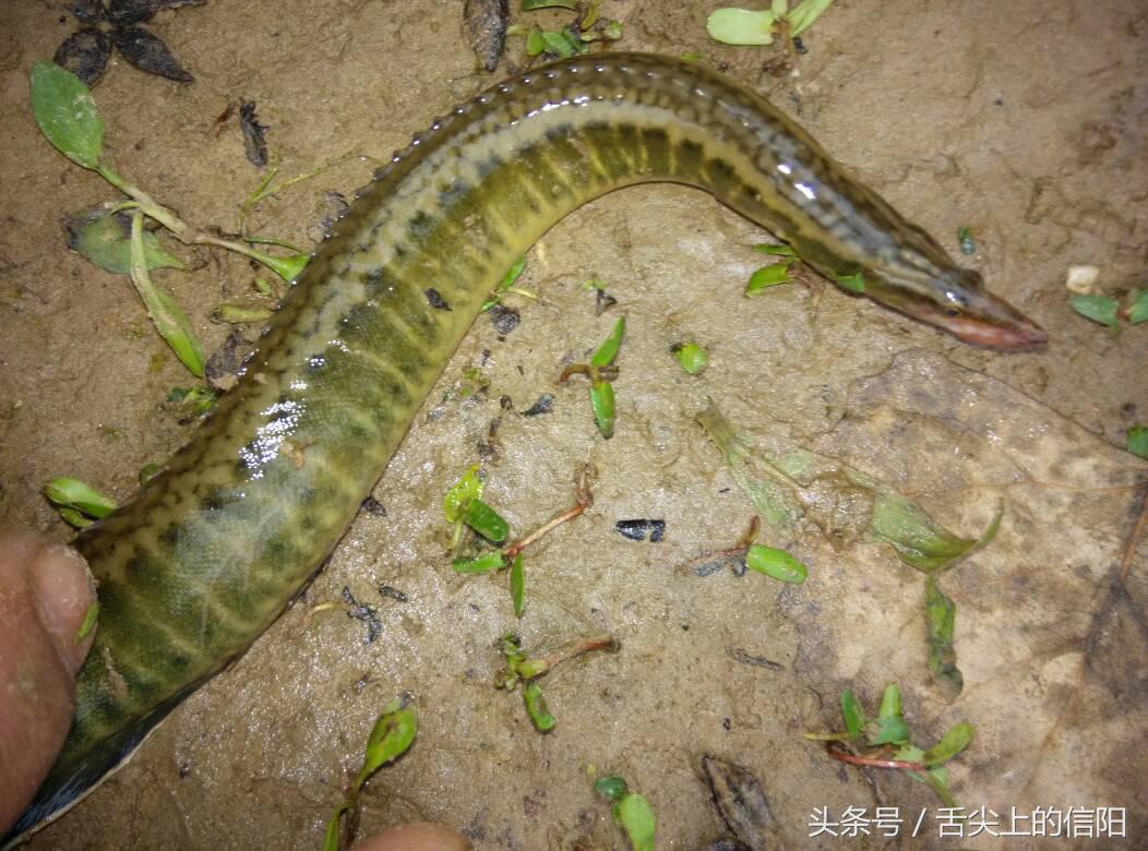 这两种“带刀侍卫”的河鲜，微毒却很美味，一种已很难吃到嘴！