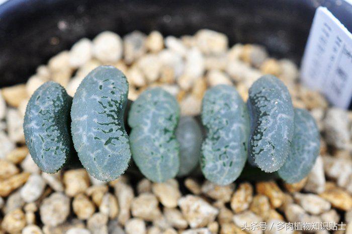 多肉玩家排行榜前十名,多肉植物种类大百科