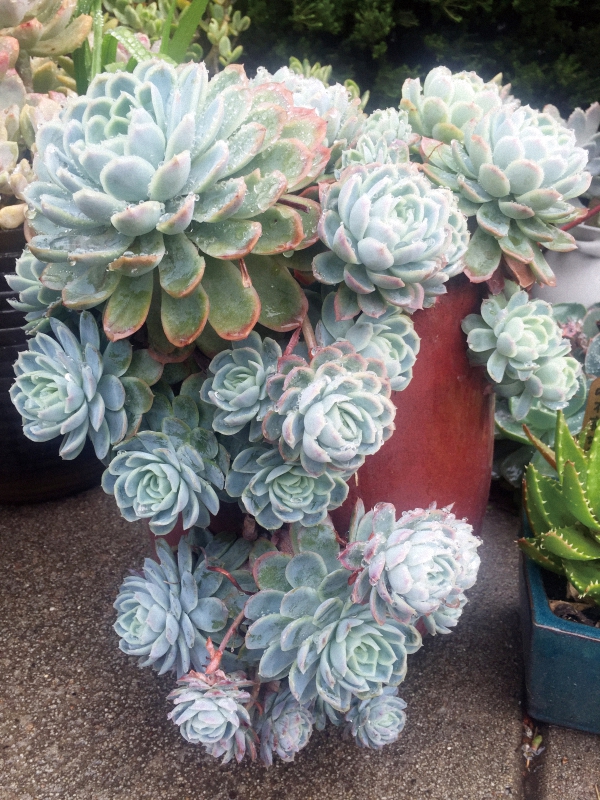 我的多肉之旅纪录片,墨尔本植物园多肉植物