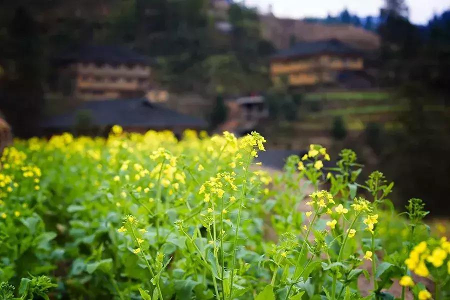 龙脊红瑶寨门票,桂林龙脊梯田门票优惠政策最新