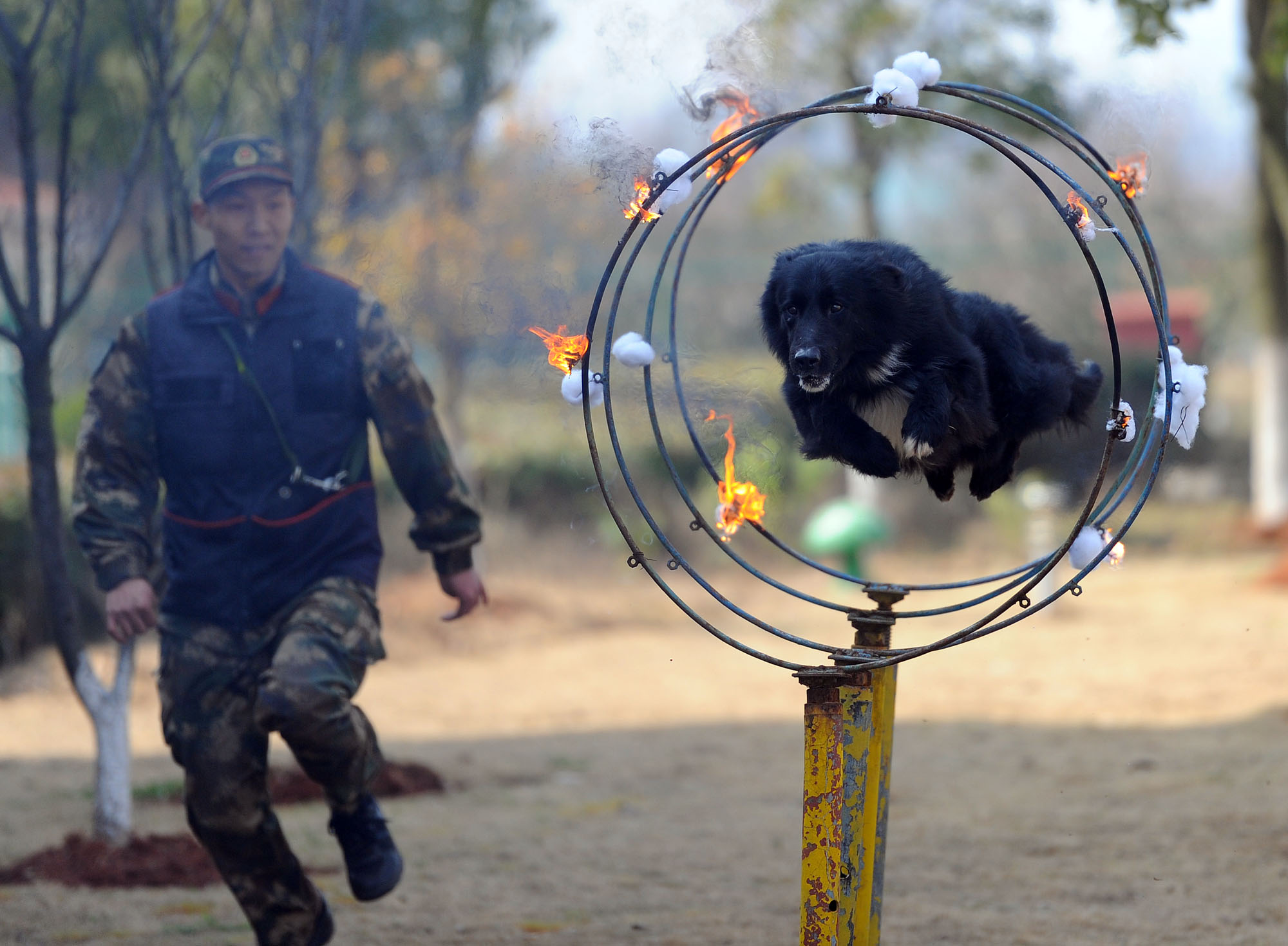 搜救犬跳火圈完全视频,搜救犬在演练中发现幸存者的眼神