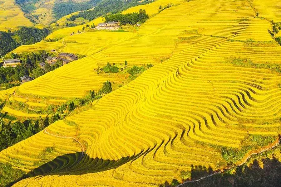 龙脊红瑶寨门票,桂林龙脊梯田门票优惠政策最新