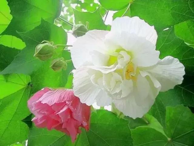 100种常年开花的植物,合适在家一年四季开花的植物