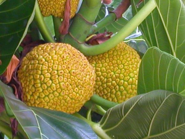 帕劳出行攻略详细,帕劳群岛隐藏攻略