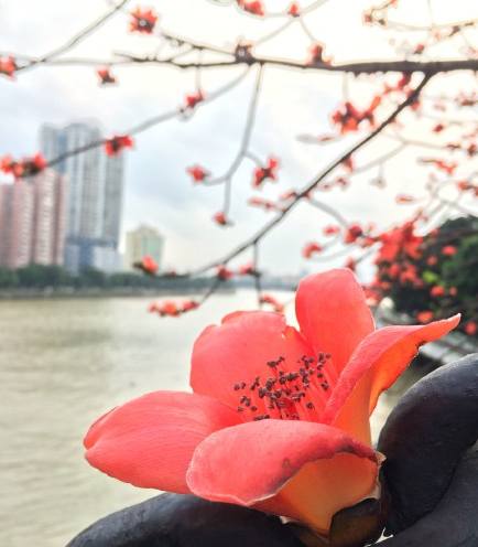 木棉花季，观众画风各异，老广州的画风肯定是这样，单纯又美味
