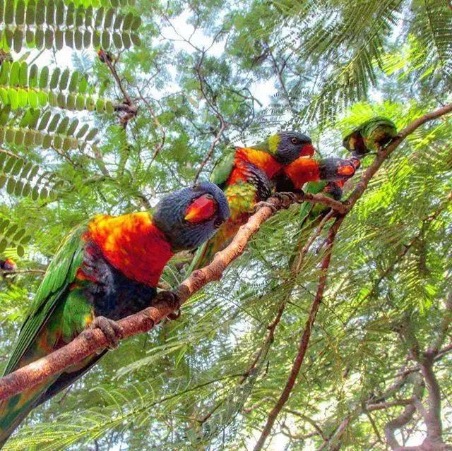 去澳大利亚旅行攻略签证,去澳大利亚签证办理流程图解