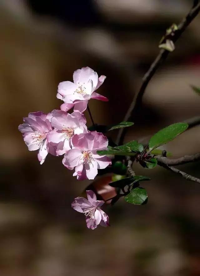 二十四节气惊蛰是哪一天,二十四节气惊蛰怎么画