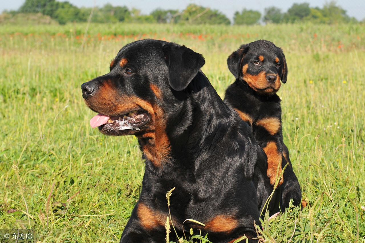 12生肖谁是富贵命谁是操心命,12生肖中哪几个生肖一生富贵命