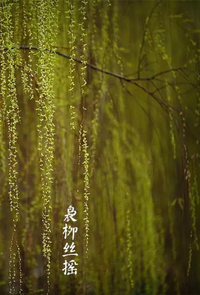 二十四节气惊蛰是哪一天,二十四节气惊蛰怎么画