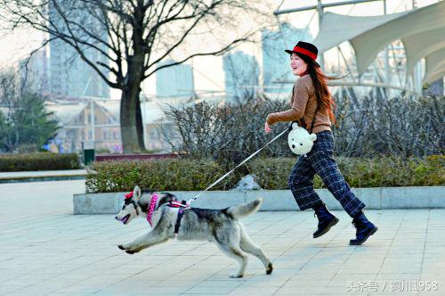 狗年春晚萌狗,新年新气象狗年旺旺旺