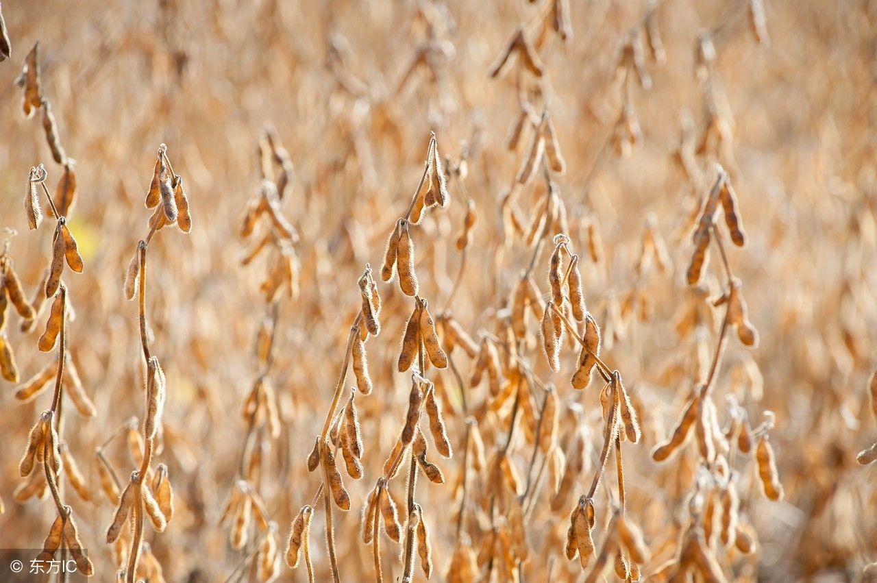 浅谈大豆,我爱农作物