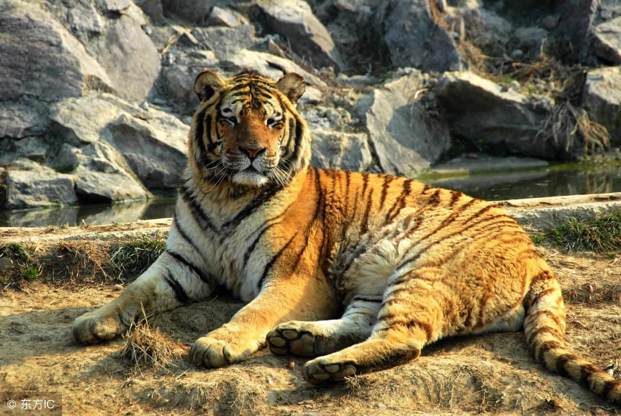 12生肖谁是富贵命谁是操心命,12生肖中哪几个生肖一生富贵命