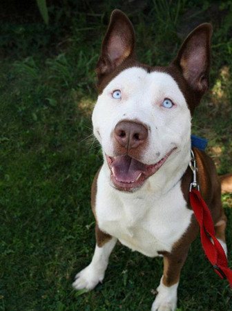 纯种狗卡好？米克斯们的萌魅力还是无法抵挡，完全融化人心无误！