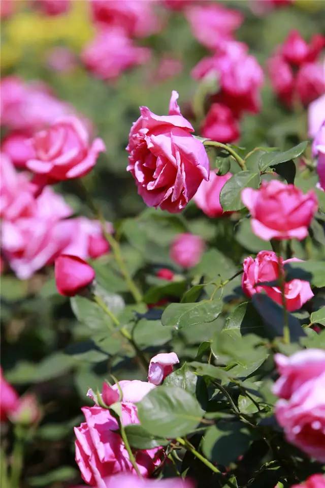 泰达能看花的地方,泰达观赏草基地