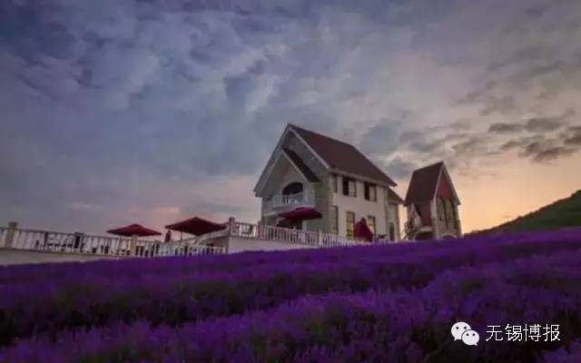 薰衣草花海的花期,雪浪山观赏薰衣草