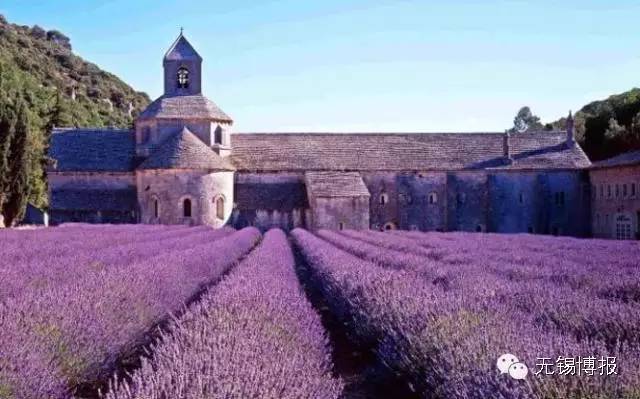 薰衣草花海的花期,雪浪山观赏薰衣草