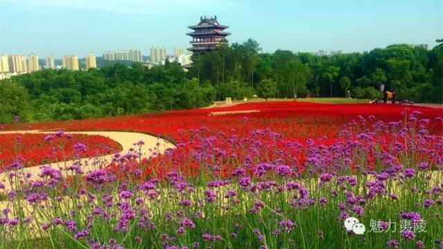 宜昌花海推荐,宜昌6月份花海景点有哪些
