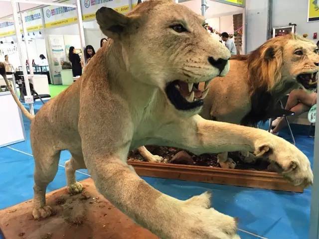 待小布说出真相，今天在进口商品展木有买买买的亲，要后悔到明年了！