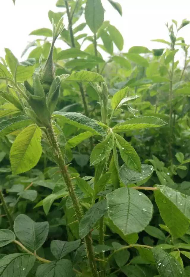 爬墙玫瑰月季与蔷薇区别,怎样区分蔷薇月季玫瑰