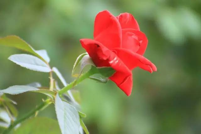 爬墙玫瑰月季与蔷薇区别,怎样区分蔷薇月季玫瑰