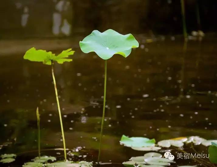 一家惊艳国牌度假界、一家美翻华北民宿圈，两种体验，看见最妩媚的青岛