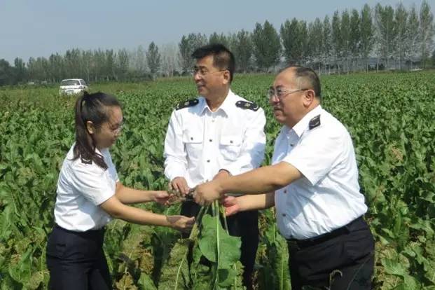 辣根是这么吃的,辣根为什么难吃