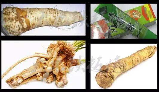 辣根是这么吃的,辣根为什么难吃