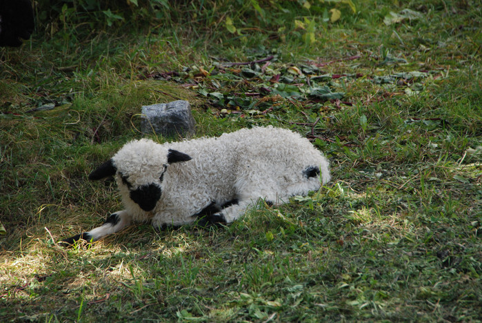 瑞士十日深度自驾游之六,湖光山色瑞士旅游