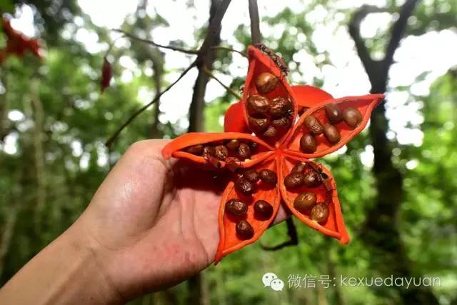 西双版纳热带雨林最有特色的树木,版纳原始森林雨林