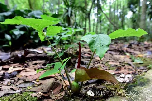 西双版纳热带雨林最有特色的树木,版纳原始森林雨林