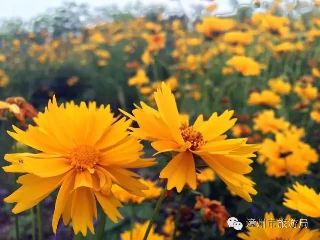 杭州西溪生态公园,西溪郊野公园好玩吗