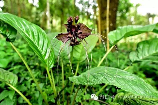 西双版纳热带雨林最有特色的树木,版纳原始森林雨林