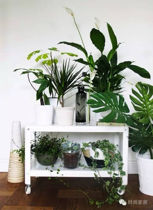 如何打造小型珍稀植物园,如何打造一个美丽的植物园