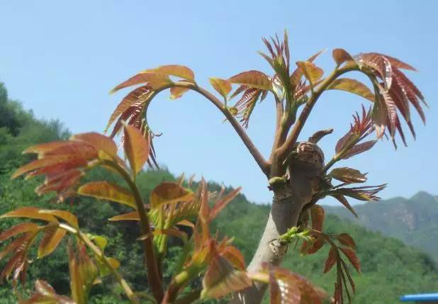 房山什么特产好吃又实惠,正宗房山特产在哪里