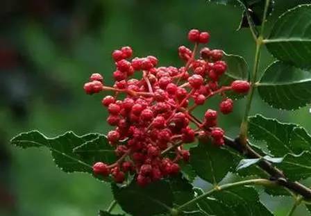 房山什么特产好吃又实惠,正宗房山特产在哪里