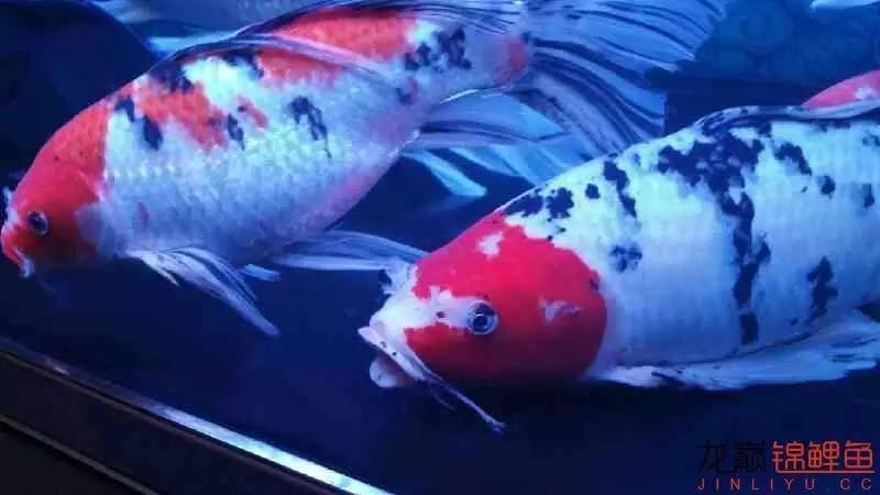 养几条锦鲤最健康又好看的品种,锦鲤龙凤锦鲤哪个好养