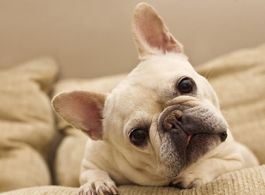 十二星座命中注定星座伴侣是谁,十二星座对应的宠物