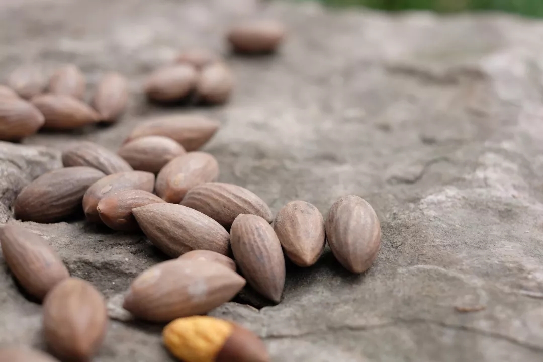 西施最爱的零食，恐龙时代已经存在，找遍整个中国才找到
