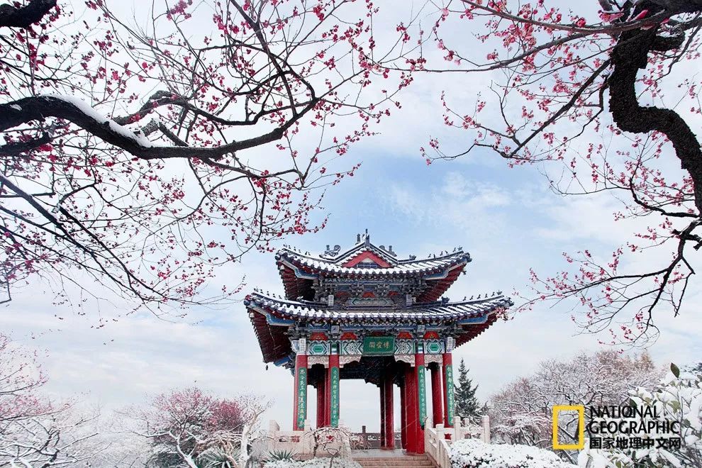 错过需再等一年！来南京看万株梅花海“淡粉宫妆”！