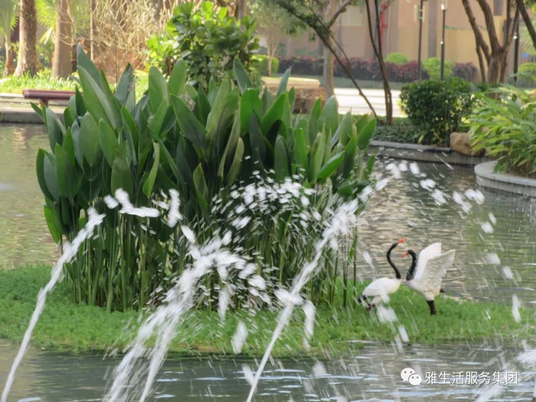学习||雅居乐物业标杆项目亮点（100张大图解析高品质物业）