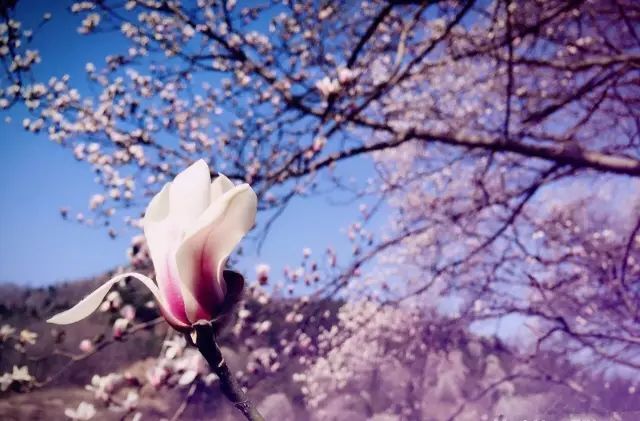 春花烂漫美景开怀,春花烂漫惹人醉满城尽带百花香