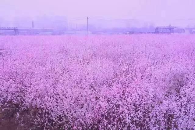 春花烂漫美景开怀,春花烂漫惹人醉满城尽带百花香