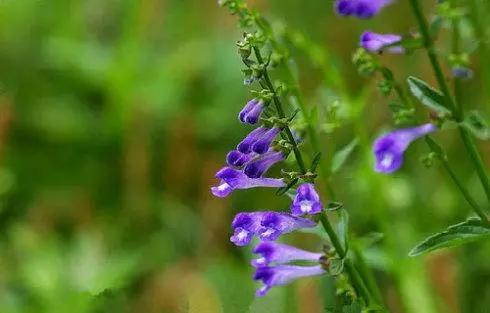 目前种植什么中药材比较合适,4月份种植的中药材